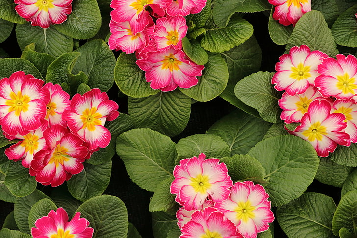 close shot of pink and white flowers