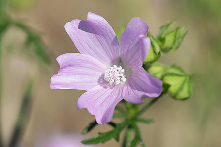 focus photography purple petaled flower