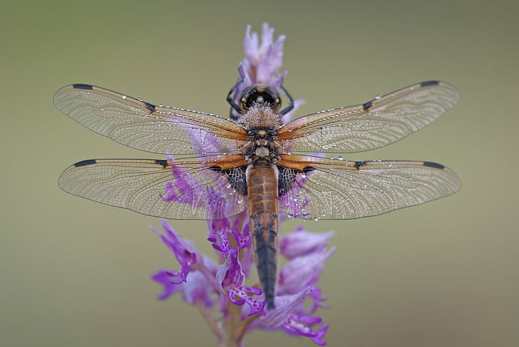 selective focus photography of brown dragonfly perched on purple petaled flower