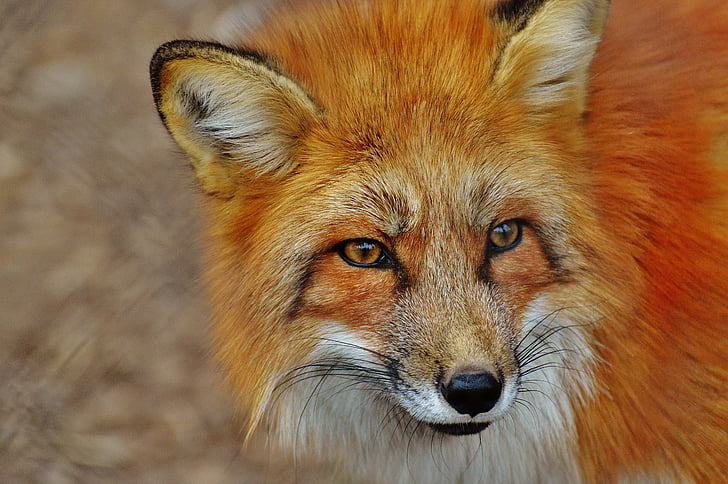 closeup photography of orange fox
