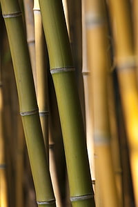 brown and green bamboos