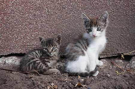 photo of two Tabby kittens
