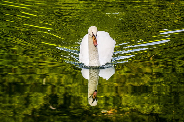 photo of white swan on body of wate