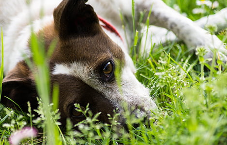 medium short-coated tan and white dog lying on grass field
