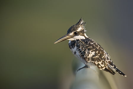 shallow focus photography of hummingbird