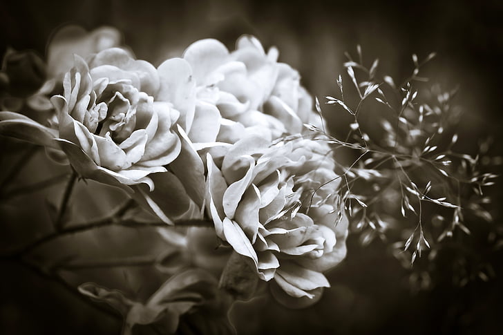 grayscale of flower