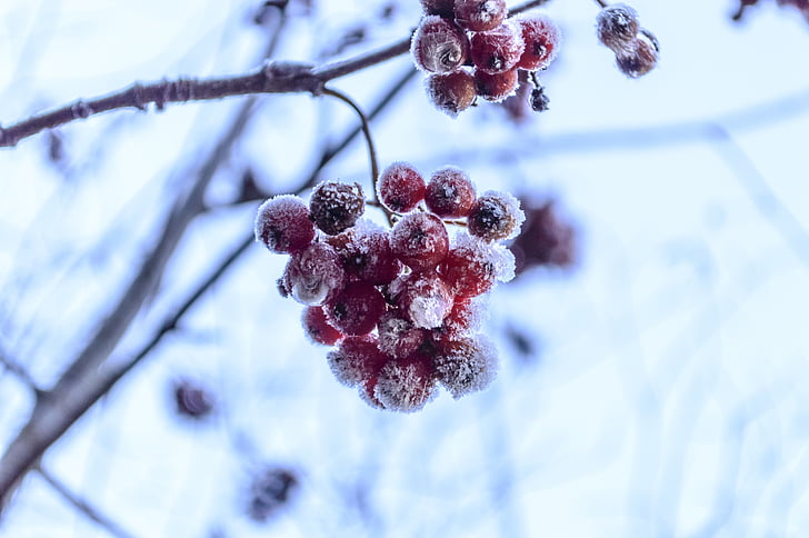 red fruit covered with ice