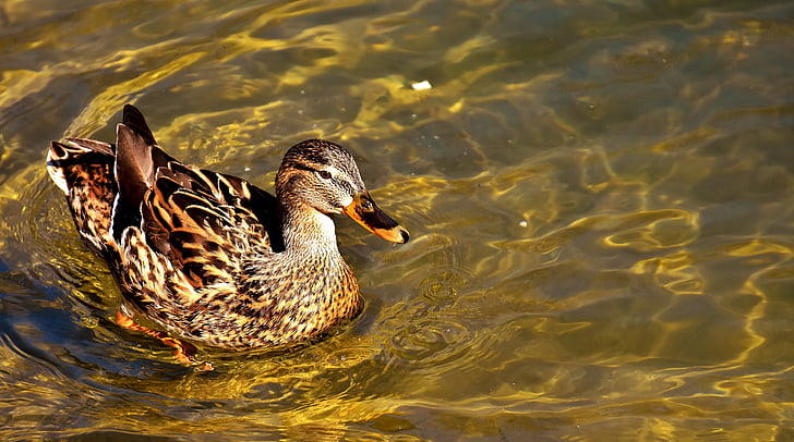 female mallard duck on body of water