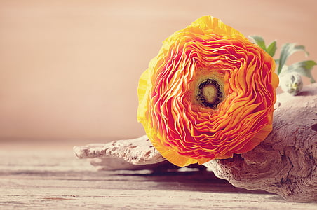 selective focus photograph of orange flower