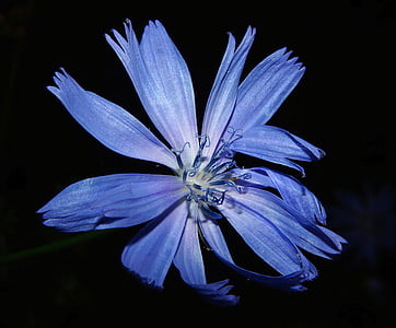 blue calendula flower