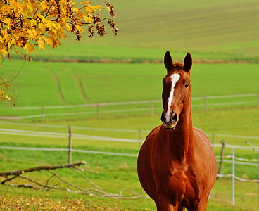 horse beside tree
