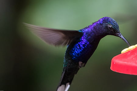 closeup photography of purple hummingbird collecting nectar from flower