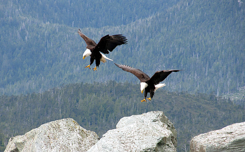 two bald eagles in mid-air during daytime