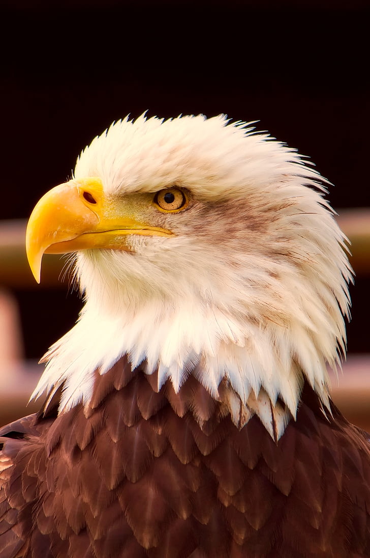 bald eagle close-up photography