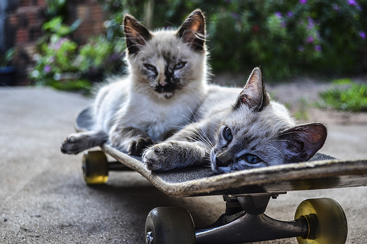 two siamese cats lying on skateboard