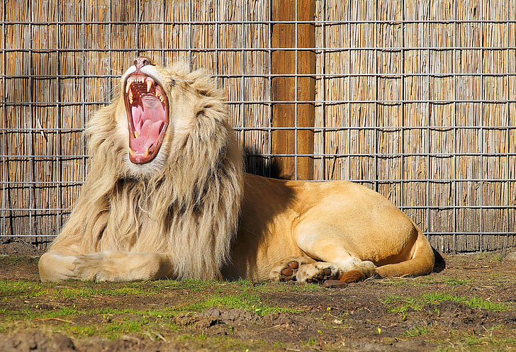 lion opening his mouth beside brown wall