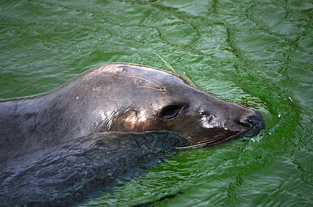 seal swim in body of water