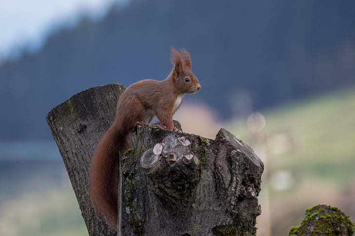 brown squirrel on tree stump during daytime