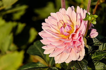 shallow focus photography of pink and yellow flower
