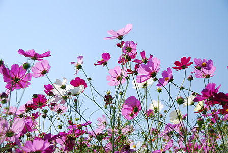 pink and white petaled flowers during datime