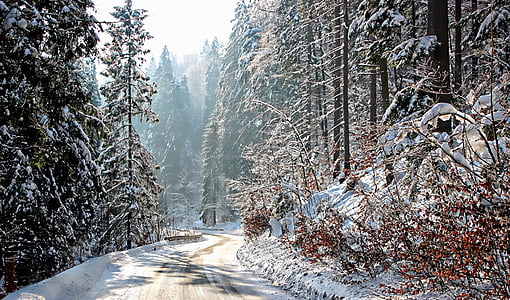 snow covered road in between forest during daytime
