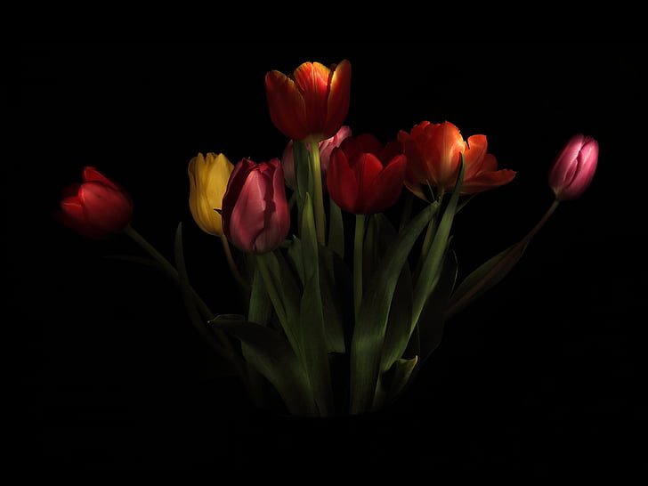 photo of red, orange, and yellow tulips