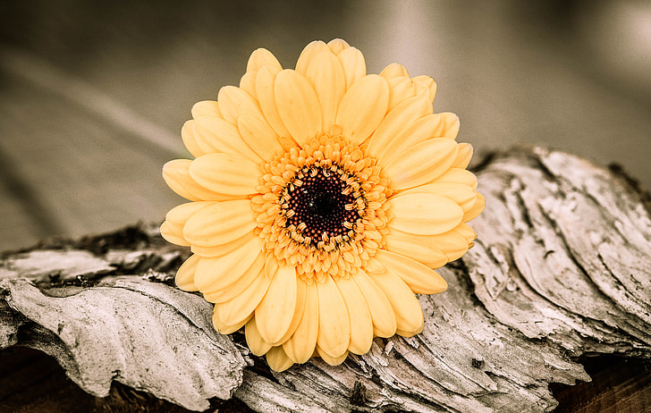 macro photography of yellow Gerbera flower