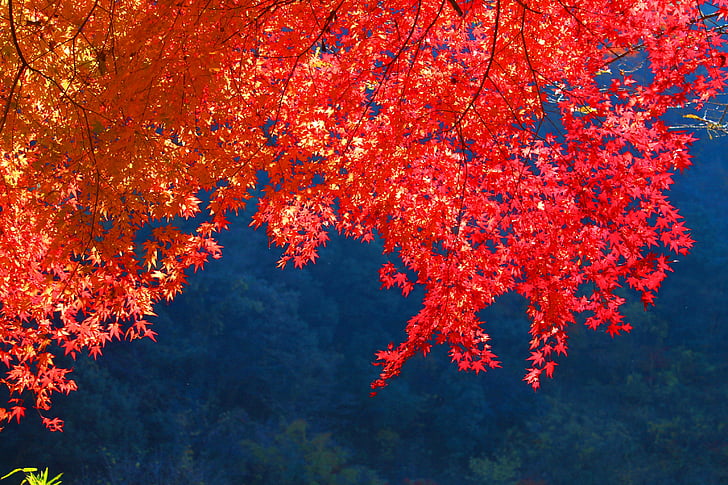 low-angle photo of red tree