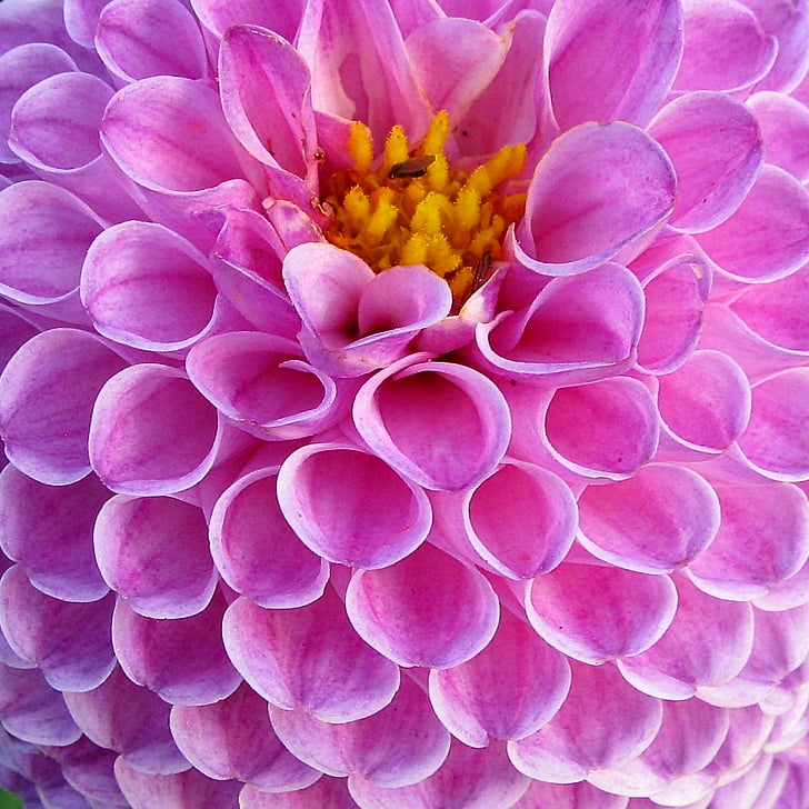 pink dahlia with close-up photography