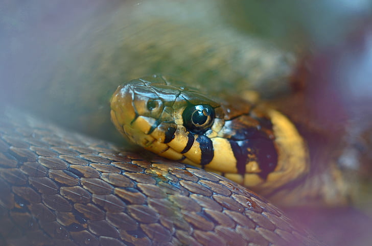 close view of yellow and brown snake