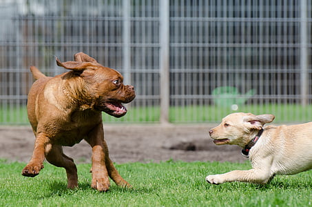 brown and white puppies playing on green grass field