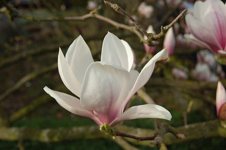 selective focus photography of white-and-pink petaled flower