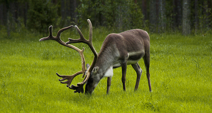 green deer feeding on grasses closeup photo