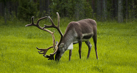 green deer feeding on grasses closeup photo