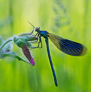 macro photo of blue damsel fly