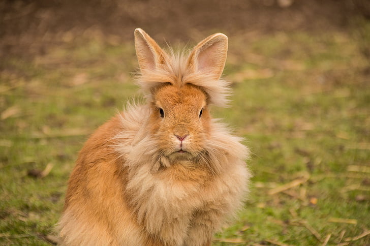 long-coated brown rabbit