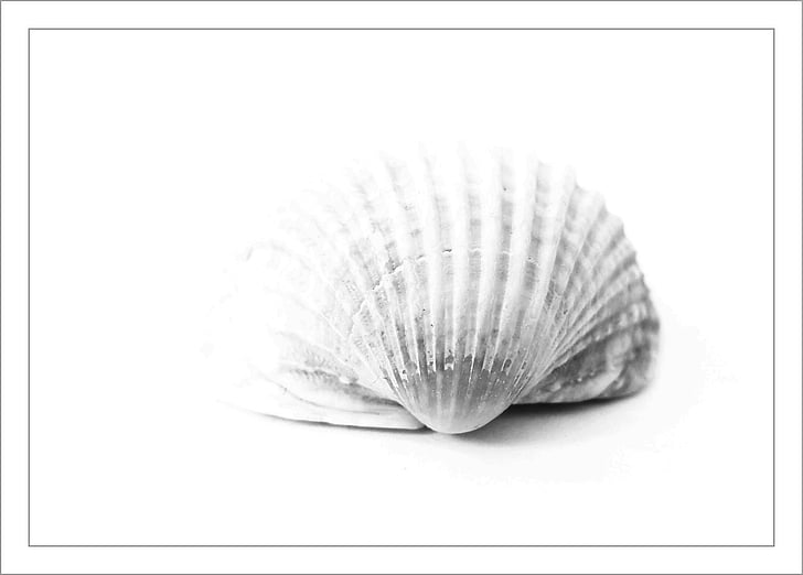 white seashell isolated with white background