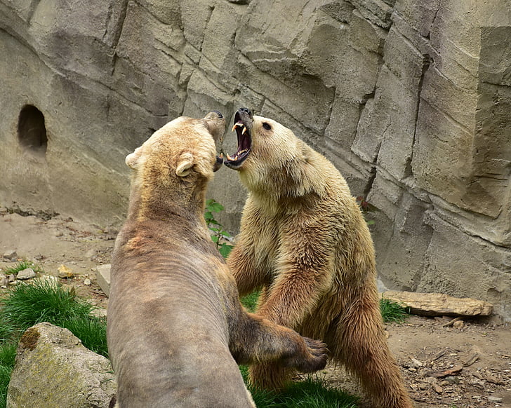 two bears fighting during daytime