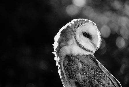 grayscale photograph of owl