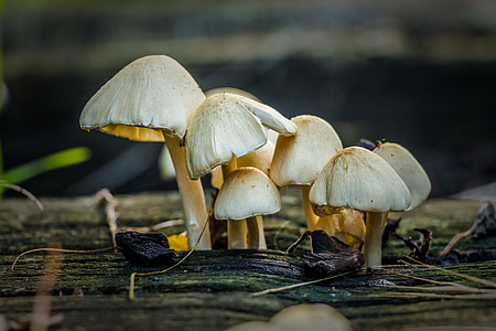brown mushroom in tilt shift photography