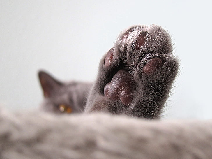 closeup photo of cat's paw