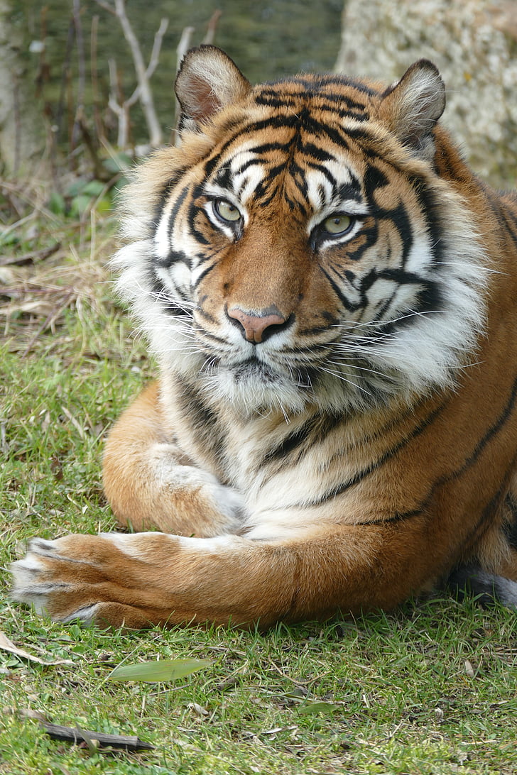tiger on green grass