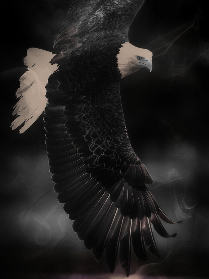 grayscale photo bald eagle digital wallpaper