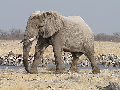 gray elephant standing on rock field