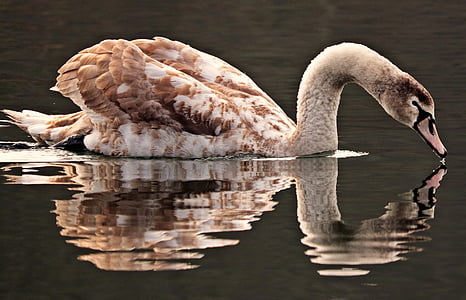 white and brown swan at water
