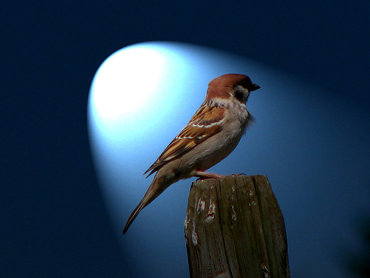 brown and white bird on brown wood