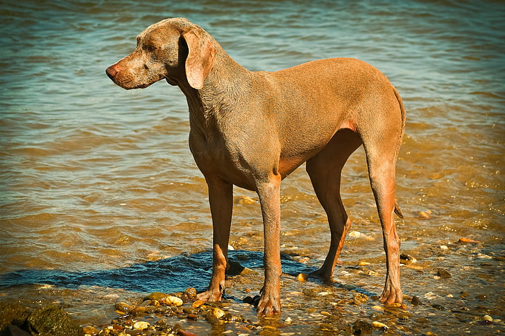 brown hound on shore