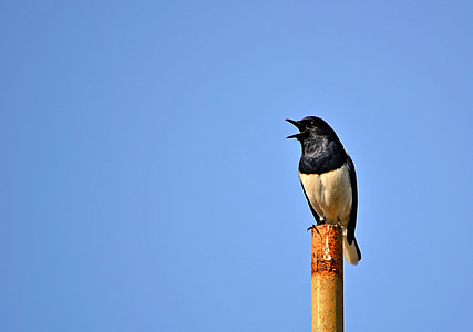 white and black bird on pole