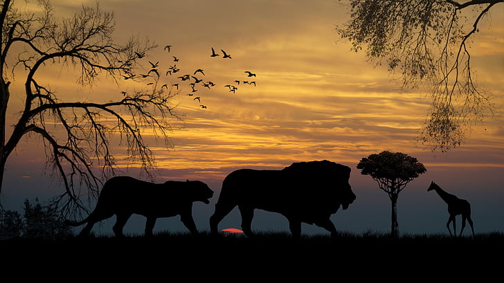 silhouette of lion, tiger, and giraffe