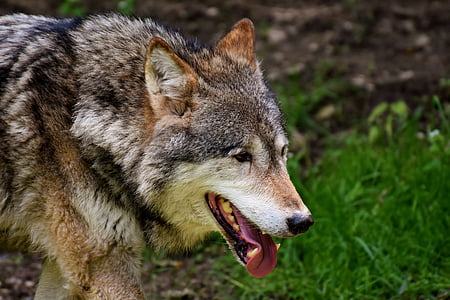 shallow focus photography of a wolf